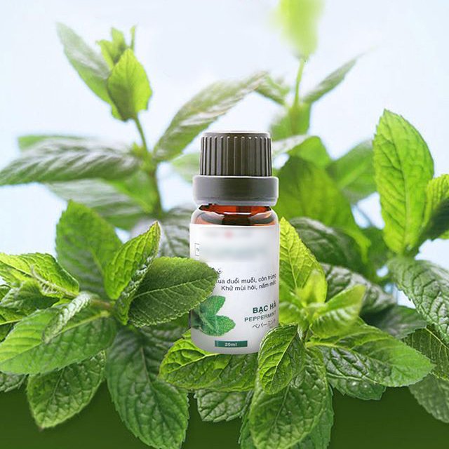 Tinh dầu bạc hà